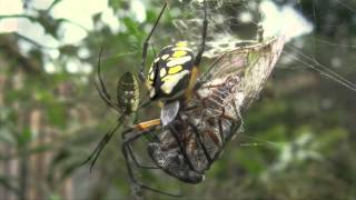 Spider Identification Orb Weavers [upl. by Eejan]