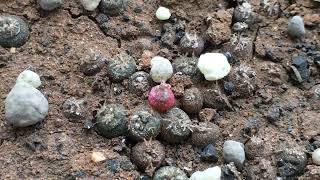 Applying Fertilizer to my lophophora williamisii seedlings [upl. by Lough]