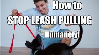 How to Train Your Dog to NOT PULL on the Leash [upl. by Yojenitsirk]