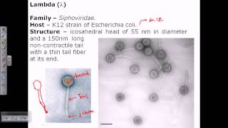 Lambda phage structure [upl. by Ahsito]