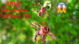 GodHelp P00R Milton baby monkey falling down from the tree and was a group​ ​berry​ child​ kdnap [upl. by Stanley271]