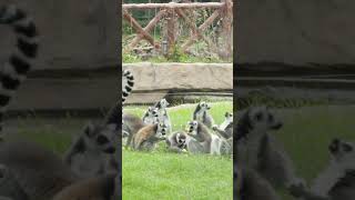 Ring tailed Lemurs have dinner together [upl. by Yelkcub884]