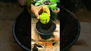 Mangoes youtubeshorts shorts trending viral short plants explore [upl. by Annoeik619]