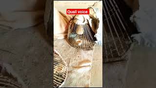 Quail voice male Quail sounds Quail call latest Quail sounds Batair Ki video [upl. by Irmgard330]