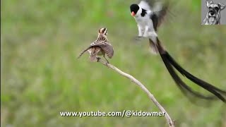 Beautiful PINTAILED WHYDAH Courtship Dance Singapore [upl. by Keyek707]