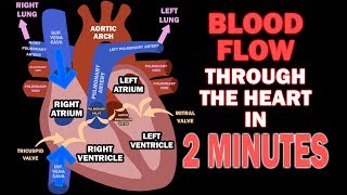 Blood Flow through the Heart in 2 MINUTES [upl. by Gottlieb]