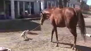 Sporty the jack russell terrier leads a horse [upl. by Malamut]