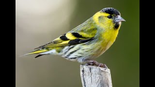 The Eurasian Siskin 1h bird sound [upl. by Delisle]