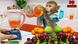 Baby Monkey Bim Bim stole the dinosaurs fruit  Life of Baby Monkey  More [upl. by Aled]