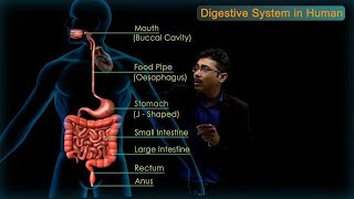 Digestive System in Human  CBSE Class 10 Science Chap  6 Biology  Life Processes  Toppr Study [upl. by Serena168]