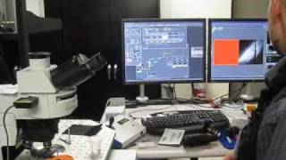 Multiphoton Microscope Alignment using Second Harmonics Generation Crystal [upl. by Jacobsen461]