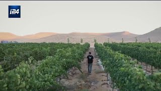 Israël 20  Des vignes dans le désert du Néguev [upl. by Shurwood760]