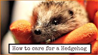 How to care for a Hedgehog  quotMeet Master Winklequot  Maddie Moate [upl. by Hatokad]