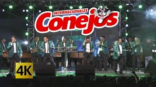 Internacionales Conejos  Mix Bohemio 4K Pura cumbia [upl. by Jolyn16]