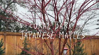 Coral bark Japanese maple [upl. by Nobile]