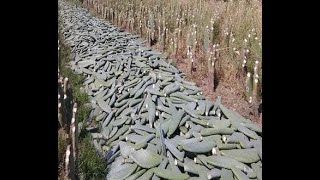 Manejo nutricional alternativo en sequía extrema Producción de proteína a base de nopal 2024 [upl. by Hana]