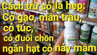 CHNN 88 Cách trị cỏ lá hẹp tiền nảy mầm hiệu quả Dual Gold 960EC  Cty Syngenta SMetolachlor [upl. by Olnek]