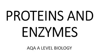 Enzymes Updated [upl. by Suchta510]