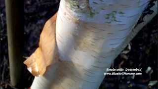 Betula utilis var jacquemontii Doorenbos Himalayan Birch [upl. by Anura]