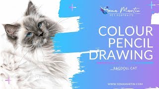 Colour Pencil Pet Portrait of Ragdoll cat Pierre [upl. by Merriott]