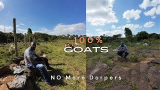 No More Dorper Sheep in our Farm 100 Goats [upl. by Arramas]