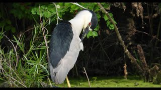 Black Crowned Night Heron [upl. by Atul656]