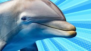 Be a dolphin for 4 minutes straight [upl. by Byrom321]