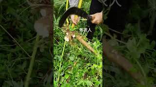 ZC 172661 Amazing Cutting Tools shorts youtubeshorts agriculture farming [upl. by Icyaj]