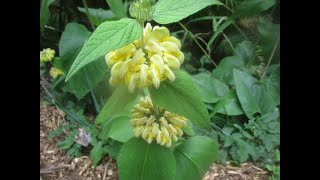 Exotic perennial flower Phlomis russeliana [upl. by Fillander]