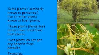 Heterotrophic nutrition in plants [upl. by Ydnac]