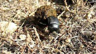 Dung beetle Scarabaeus laticollis rolling its dung ball  Bousier qui roule sa boule [upl. by Oetam]