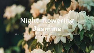 Jasmine Night Melodies [upl. by Kahaleel875]