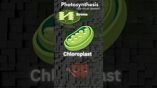 Photosynthesis in higher plants botany science neet2025 neet frustratedaspirant ncert pw [upl. by Yramanna714]