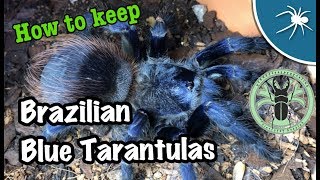 Pterinopelma Sazimai 101 ft predatororpreyonline [upl. by Anidan]