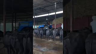 Prince Gujjar dairy form and Saharanpur UP 11 and shortvideo virelvideo [upl. by Christina]