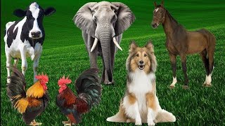 Beautiful Animal funny Moments  Dog Cat Chicken Elephant Cow Sheep  Animal Sounds [upl. by Hanako264]