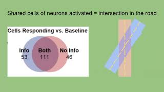 Representations of information value in mouse orbitofrontal cortex [upl. by Dorisa]