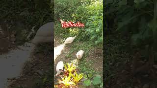 Gallinetas subscribe gatitoshaciendocosas shortvideo shortvideo hugoconstruye [upl. by Onaled]