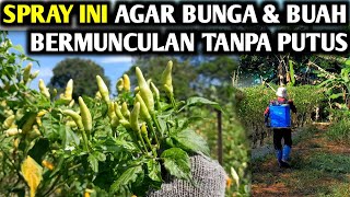 🔴 PERAWATAN CABE PASCA PANEN AGAR BUNGA amp BUAH BERMUNCULAN TANPA PUTUS infopertaniancabe [upl. by Ozkum429]