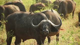 TARANGIRE NATIONAL PARK  HERDS OF BUFFALOES [upl. by Reivilo]