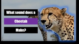 What sound does a Cheetah make [upl. by Fitzgerald]