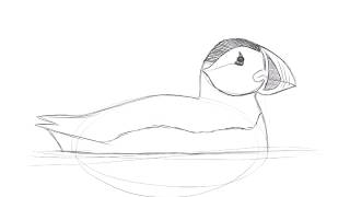 Drawing an Atlantic Puffin with David Allen Sibley [upl. by Ardene]