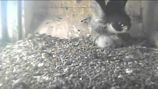 WIN TV News Orange NSW  Wed 12th Oct 2011  FalconCam Project [upl. by Airpac]