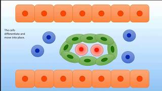 Vasculogenesis and Arterial Embryology [upl. by Erodavlas]