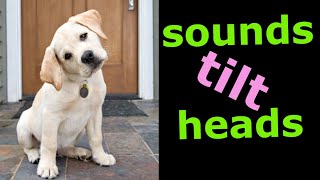 Sounds That Tilt a Dogs Head  Sounds Dogs Love [upl. by Annala960]