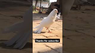 Kabootarbaazi video  best Pigeon shorts [upl. by Ailed168]