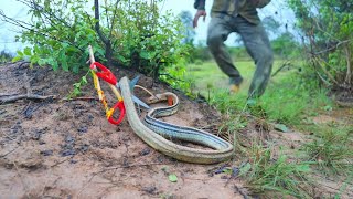 COMMENT ATTRAPER LES SERPENTS  MEILLEUR TECHNIQUE [upl. by Aivartal]