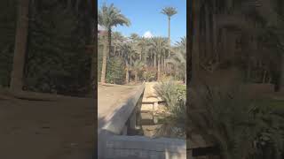 🌴🌴The beauty of Dahshur egypt nileriver palmtrees [upl. by Nwahsek780]