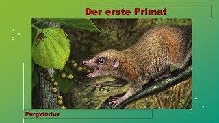 Evolution to go 5 Der erste Primat Affe Purgatorius [upl. by Tharp]