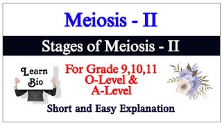 Meiosis 2  Phases of Meiosis 2  Cell Division [upl. by Yovonnda]